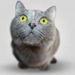 Mobile DE - SEO Specialist Gouda